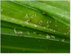 Aphids and aphid damage