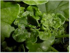 Aphids and aphid damage