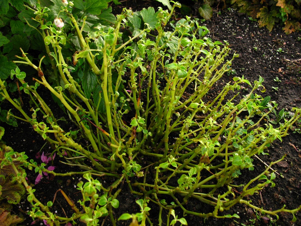 W.W. Greenhouses Solutions for plant pests and problems.