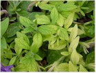 Iron Deficiency