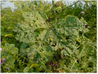 Japanese Beetle and damage