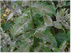 Mildew or Powdery Mildew