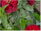Mildew or Powdery Mildew