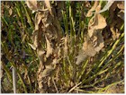 Mildew or Powdery Mildew