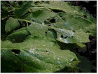 Slugs and slug damage