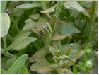 Spider Mites and damage