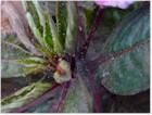 Spider Mites and damage