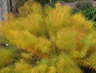 Amsonia hubrichtii (Arkansas Blue Star)