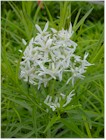 Amsonia hubrichtii (Arkansas Blue Star)
