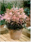 Astilbe simplicifolia 'Sprite' (False Spirea)