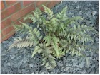 Athyrium nipponicum 'Pictum' (Japanese Painted Fern)