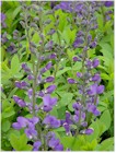Baptisia australis (Blue False Indigo)