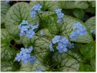 Brunnera macrophylla 'Jack Frost' PP13859 (Alkanet, Heartleaf Brunnera, Siberian Bugloss)