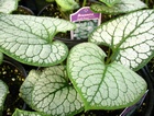 Brunnera macrophylla 'Jack Frost' PP13859 (Alkanet, Heartleaf Brunnera, Siberian Bugloss)