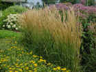 Calamagrostis acutiflora 'Karl Foerster' (Reed Grass)