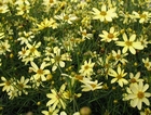 Coreopsis verticillata 'Moonbeam' (Tickseed)