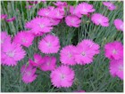 Dianthus gratianopolitanis 'Firewitch' (Cheddar Pinks)