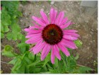 Echinacea purpurea 'Magnus' (Purple Coneflower)