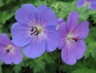 Geranium 'Rozanne' PP12175 (Cranesbill)