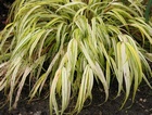 Hakonechloa macra 'Aureola' (Golden-leaved Japanese Forest Grass)