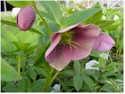Helleborus x hybridus (Hellebore, Lenten Rose)