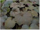 Heuchera micrantha 'Palace Purple' (Coral Bells)