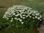 Leucanthemum x superbum 'Becky' (Shasta Daisy)