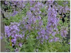 Nepeta x faassenii 'Walker's Low' (Catmint)