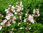 Penstemon digitalis 'Husker Red' (Beardtongue)