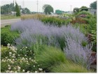 Perovskia atriplicifolia (Russian Sage)
