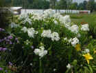 Phlox paniculata 'David' (Tall or Garden Phlox)