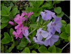 Phlox stolonifera (Creeping Woodland Phlox)