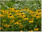 Rudbeckia fulgida 'Goldsturm' (Black-Eyed Susan)