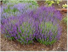 Salvia nemorosa 'May Night' (Meadow Sage)