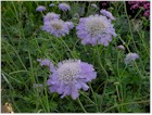Scabiosa columbaria 'Butterfly Blue' (Pincushion Flower)
