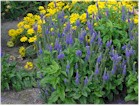 Veronica longifolia 'Sunny Border Blue' (Speedwell)