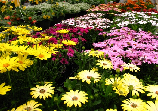 Get your garden on at W.W. Greenhouses!