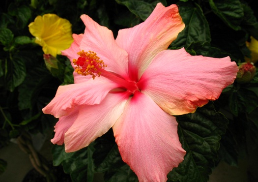 Get your garden on at W.W. Greenhouses!