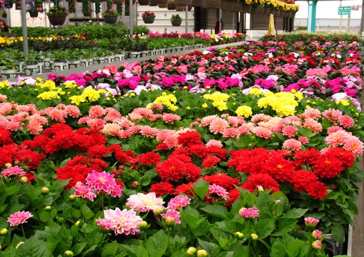Get your garden on at W.W. Greenhouses!